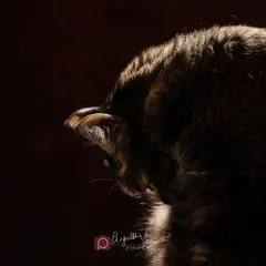 A dramatic, low-key shot of a cat mid-yawn or hiss. It captures the wild, untamed spirit that lives within every house cat.