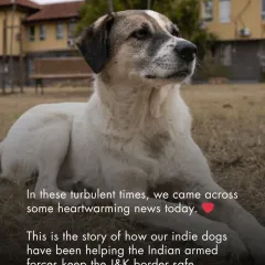 This is the story of how our Indie dogs have been helping the Indian armed forces keep the J&K border safe. It's a heartwarming example of the deep bond between humans and these incredible animals.