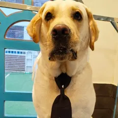 This handsome Labrador is ready for his close-up. After a full bath and brush, he's looking very dapper in his formal black tie. He looks ready for a Sunday outing.
