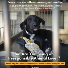We receive countless messages every day from people asking us to take in puppies and kittens. But are you being an irresponsible animal lover? Here's why we cannot give permanent shelter to every animal.