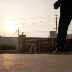 A beautiful shot of Coco, our online client from Andhra Pradesh. We worked to manage his aggression and build his confidence, allowing him to enjoy his life. It's a lifelong commitment, but so worth it.