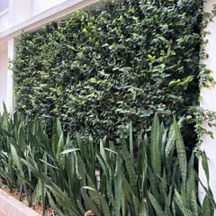 A natural, breathing green wall. We used a combination of ficus repens creeper and snake plants at the base to create a living wall that is both beautiful and great for air quality.