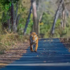 This is the Hulk of Terai, a magnificent tiger I encountered in the Pilibhit Tiger Reserve. Seeing him walk down the road with such purpose was a moment of pure awe. His presence commands respect, a true ruler of the Indian jungle.