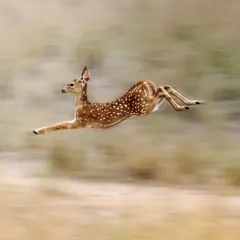 A spotted deer fawn, or chital, caught in mid-leap. I used a panning technique with a slow shutter speed to blur the background, which creates a powerful sense of speed and motion. This technique emphasizes the animal's graceful movement.