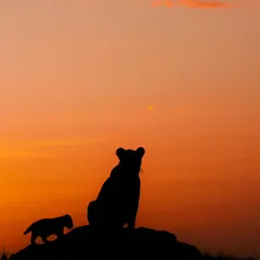 A classic 'Lion King' moment in the Masai Mara as a lioness and her cub are silhouetted against the setting sun. Capturing these iconic silhouettes is a core part of my Kenya photo tours, where we learn to paint with light.