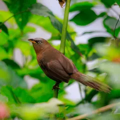 The Rufous Babbler, a species endemic to the Western Ghats. These long-tailed birds are usually seen foraging in noisy groups on open hillsides.