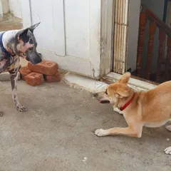 This is a classic play bow, an invitation to a game. I help dogs understand and use appropriate body language to ensure all interactions are positive and fun.