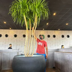 This is the kind of statement we love to make. For a Land Rover event in Aamby Valley, we installed this massive Dracaena Draco tree in an equally impressive pot. Our co-founder Angud is seen here giving it a final touch, showing the incredible scale of the plants we work with for corporate events.