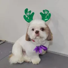 This little Shih Tzu is looking picture-perfect for Christmas, sporting a neat haircut and festive green antlers.