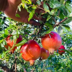 A hand reaching for ripe pomegranates on a tree. With my orchard technology, you can grow these healthy fruits in your own urban garden.