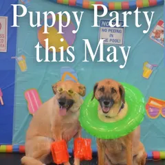 Did someone say summer party? Here's our May calendar, full of fun events to help you beat the heat with puppy cuddles.