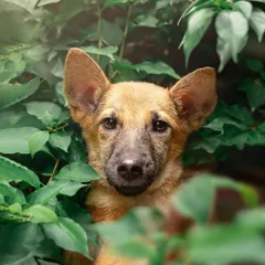 This is Chiku, a handsome pup at CARE. By placing him within this lush green foliage, his warm brown coat and curious eyes stand out, creating a beautiful portrait that helps him look his absolute best for potential adopters.