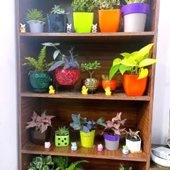 This wooden bookshelf is beautifully styled with a collection of vibrant houseplants in decorative pots. This shows how plants can be used as living decor to brighten up any furniture.