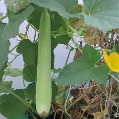 Growing long vegetables like this bottle gourd, or lauki, is entirely possible on a terrace. I provide tips on hand-pollination to ensure your flowers turn into vegetables.