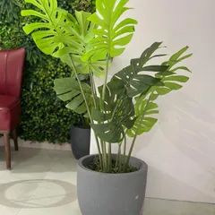 Our artificial Monstera plant offers the iconic tropical look without any of the plant care worries. It's perfect for adding a bold, leafy statement to any room, regardless of sunlight.
