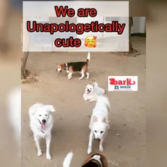 This crew is unapologetically cute! A happy pack of Indian Spitz and Beagle friends posing for the camera during their playtime.