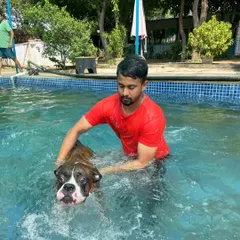 Look at the calm expression on this Boxer's face. While the initial moments can be new, dogs quickly learn to enjoy the soothing and supportive feeling of the water.