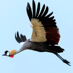 A detailed shot of a Grey Crowned Crane in flight, showing the beautiful contrast of its wing feathers against the blue sky.