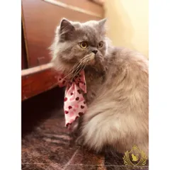 This lovely grey cat is looking extra sharp with a pink heart-patterned bow. A little dress-up is just one of the fun ways we pamper our guests.