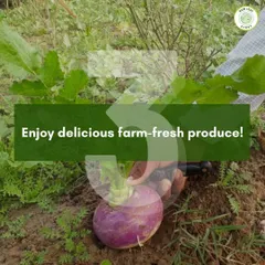 The final and best step is enjoying the delicious, farm-fresh produce we deliver to you. Here, a turnip is being harvested at its peak, ready to be sent to a customer's home.