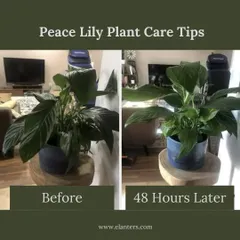 Don't worry about a sad-looking plant. This is a Peace Lily that was drooping, and with my simple care advice on watering, it perked right back up in 48 hours. I provide the support you need to help your plants thrive.