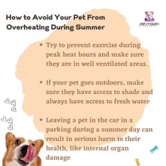 Summer heat can be dangerous for our furry friends. We share essential tips to prevent your pet from overheating, including adjusting exercise schedules and ensuring they always have access to shade and fresh water.