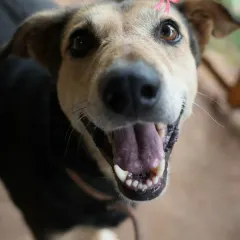 This is the smile of Lakhan, one of our beloved senior residents. He's a gentle soul looking for someone to sponsor his golden years at our Geriatric Centre. Your support provides him with food, medical care, and endless affection.