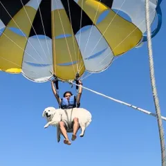 Our first parasailing experience in Diu was a huge success. You can see how calm and observant Vanilla is, which is a direct result of conditioning her to new heights and sensations over time.