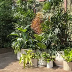 This is what it feels like to live in the tropics. A shot from one of our recent sites, where we clustered a variety of tropical plants in white pots to create a slice of plant heaven.