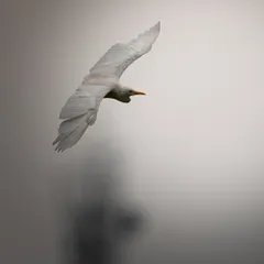 A lone Cattle Egret in a graceful dive. The minimalist composition and soft, diffused light draw all the attention to the bird's elegant posture and the delicate structure of its wings.