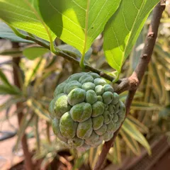 A healthy custard apple (sitaphal) growing on a tree in one of my balcony projects, showing that growing fruit in urban spaces is possible.