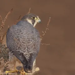 A portrait of a Peregrine Falcon in the Little Rann of Kutch. Its power and grace are evident even at rest. It is a formidable aerial predator.