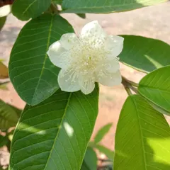 A delicate white Guava flower in bloom, a sign of future fruit. I provide grafted guava plants that are suitable for growing in large pots on a sunny terrace, allowing you to enjoy homegrown fruit.