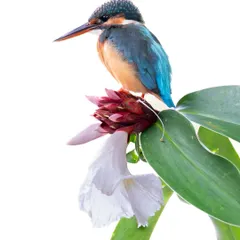 A close-up high-key portrait of the same female Common Kingfisher from the featured section. This tighter crop offers a more detailed view of its plumage and confident pose against the clean white background of the sky.