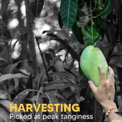 We hand-pick every mango at its peak tanginess. This ensures that every bite of our aam achaar has that perfect sour kick that you love.