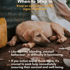 Keep an eye out for visible signs of distress like injuries, bleeding, unusual behavior, or difficulty functioning. If you see these signs, it's crucial to seek help immediately.