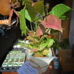 A beautiful pink Syngonium plant wrapped and ready for gifting. The custom "let love grow" tag makes it a thoughtful present for weddings, anniversaries, or just because.