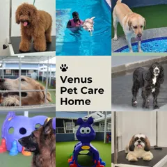 I offer a complete world of care for your furry family. This includes professional grooming, fun swimming sessions, safe boarding facilities, and an exciting play area for daycare. Every service is given with love.