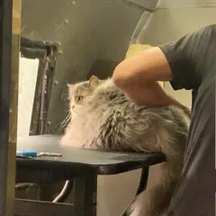 Another angle of a grooming session for a long-haired cat. Our professional table and calm environment help even the most grooming-averse cats feel at ease.