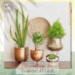 I was so happy to be featured by Purple Pony Select. This image beautifully showcases a collection of my hammered and antique-finish metal planters, demonstrating how different sizes and shapes can be grouped together to create a stunning green corner.