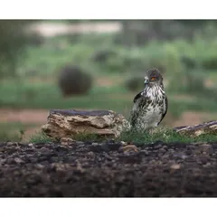 A majestic Short-toed Snake Eagle stands alert on the ground, its sharp eyes scanning the surroundings. Its powerful build and intense gaze are captivating.