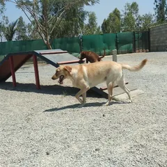 A Labrador walks past our A-frame ramp, one of the many fun obstacles available for dogs to explore during their daycare or boarding stay.