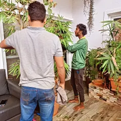 Teamwork makes the dream work. Here, we are carefully pruning and cleaning large indoor bamboo plants to improve their health and appearance within a home in Arekere.