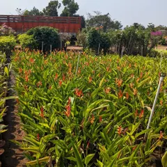 A field of Heliconia plants, one of my personal favorites. Their unique, vibrant flowers add a tropical feel to any garden.