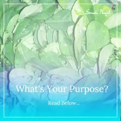 The question isn't just "What's for lunch?" It's "What's next for me?" I help midlife women look beyond their daily roles to rediscover their dreams, passions, and a greater purpose that nourishes their own soul.