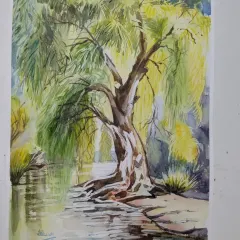 A magnificent weeping willow tree painted in watercolor by H. Basur from our hobby class. Her control of the medium and attention to detail is truly admirable.