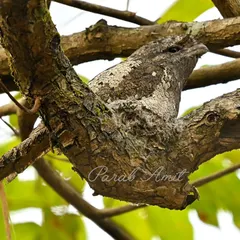 After a two-year search through the forests of Goa, I finally met the Sri Lankan Frogmouth. A true master of disguise, its camouflage is so perfect it's more a phantom than a bird. This image is a testament to the patience required in wildlife photography.