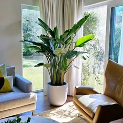 We help you select large, architectural plants like this Bird of Paradise to fill vertical space and create a sense of grandeur. Placed by a window, it thrives while connecting the indoor space with the garden outside.