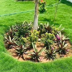 This planting arrangement around a tree base uses a mix of purple and green Rhoeo plants and other shrubs. This technique, known as creating a tree ring, protects the tree and adds a decorative, low-maintenance feature to the lawn.