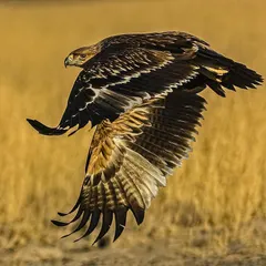 An incredible action shot of an eagle in full flight. This image showcases the expertise and patience of the wildlife photographers in my network, perfect for nature publications and conservation projects.